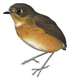 Rufous-breasted Antpitta Illustration