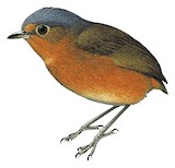 Slaty-crowned Antpitta Illustration