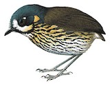 Crescent-faced Antpitta Illustration