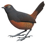 Black-throated Huet-huet Illustration