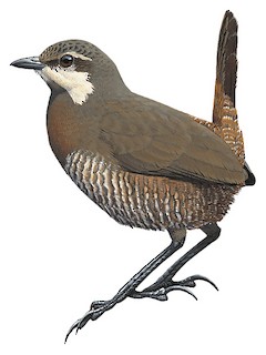 Pteroptochos megapodius megapodius