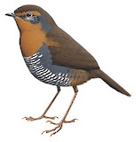 Chucao Tapaculo Illustration