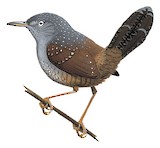 Spotted Bamboowren Illustration