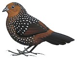 Ocellated Tapaculo Illustration