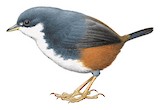 Bahia Tapaculo Illustration