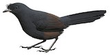 Slaty Bristlefront Illustration