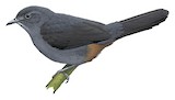 Ash-colored Tapaculo Illustration