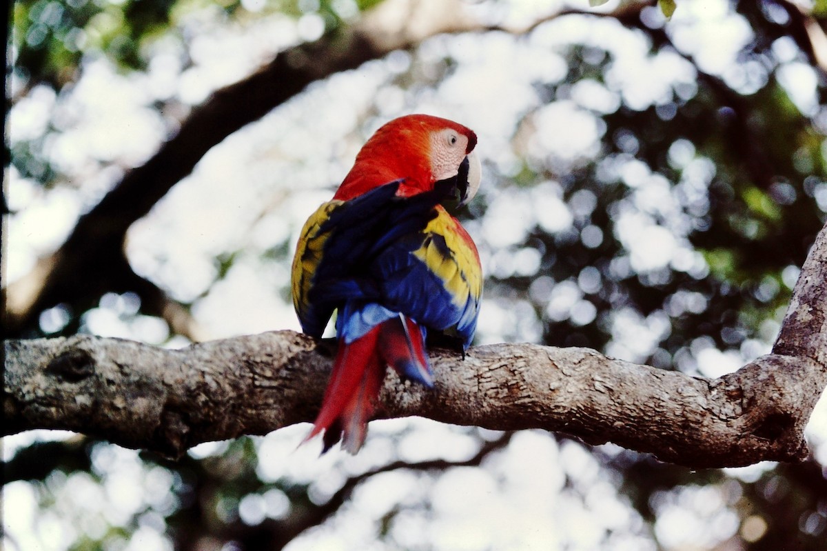 Scarlet Macaw - ML153018381