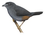 Ochre-flanked Tapaculo Illustration