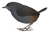 Boa Nova Tapaculo Illustration