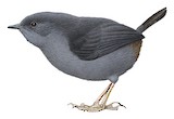 Marsh Tapaculo Illustration