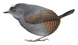 Santa Marta Tapaculo Illustration