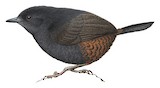 Long-tailed Tapaculo Illustration