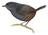 Rufous-vented Tapaculo Illustration