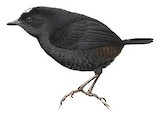 White-crowned Tapaculo Illustration