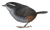 Tacarcuna Tapaculo Illustration