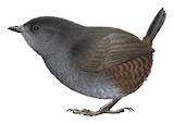 Choco Tapaculo Illustration