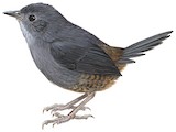 Stiles's Tapaculo Illustration