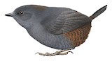 El Oro Tapaculo Illustration