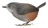 Brown-rumped Tapaculo Illustration