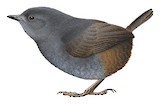 Caracas Tapaculo Illustration