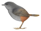 Vilcabamba Tapaculo Illustration