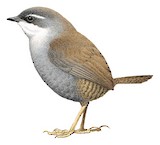 Zimmer's Tapaculo Illustration