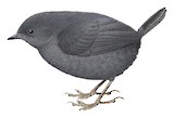 Tschudi's Tapaculo Illustration