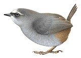 Diademed Tapaculo Illustration