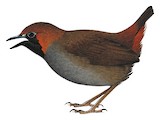 Black-faced Antthrush Illustration