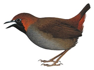 Black-faced Antthrush