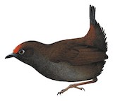 Rufous-fronted Antthrush Illustration