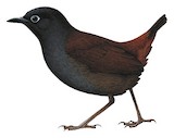 Black-headed Antthrush Illustration