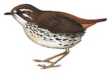 Cryptic Antthrush Illustration