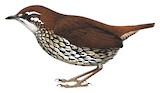 Schwartz's Antthrush Illustration