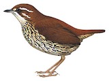 Rufous-tailed Antthrush Illustration