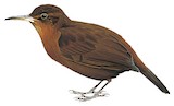 Dusky Leaftosser Illustration