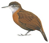 Grey-throated Leaftosser Illustration