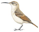 Slender-billed Miner Illustration