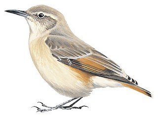 Geositta rufipennis fasciata