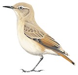 Rufous-banded Miner Illustration