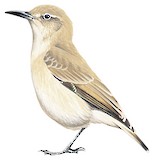 Creamy-rumped Miner Illustration