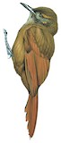 Plain-brown Woodcreeper Illustration