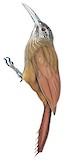 Strong-billed Woodcreeper Illustration