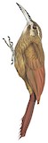 Moustached Woodcreeper Illustration