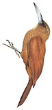 Great Rufous Woodcreeper Illustration