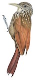 Striped Woodcreeper Illustration