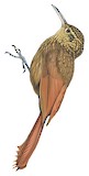 Ceara Woodcreeper Illustration