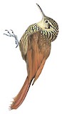 Lesser Woodcreeper Illustration