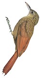 Elegant Woodcreeper Illustration